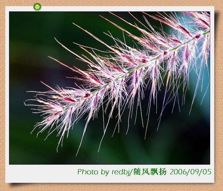 小狼毫草 摄影 随风飘扬