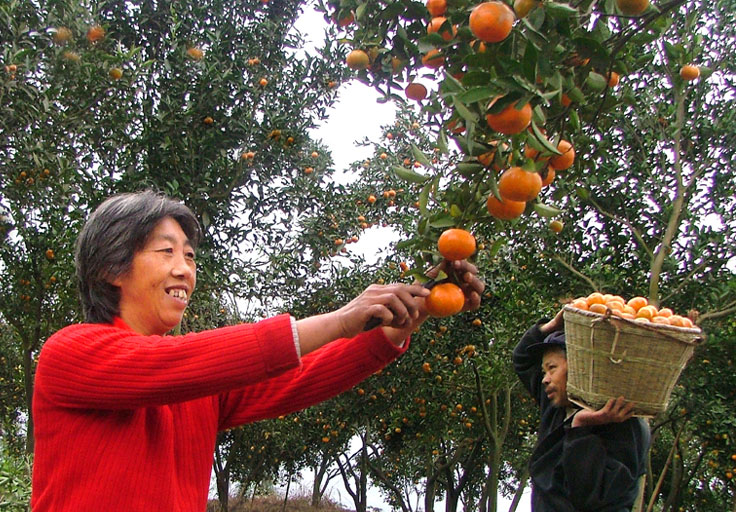 营盘山上桔红时 摄影 永宁子