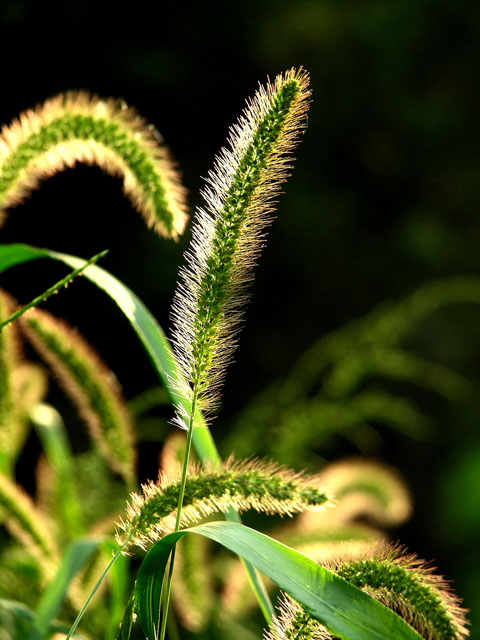 狗尾巴草 摄影 suren100