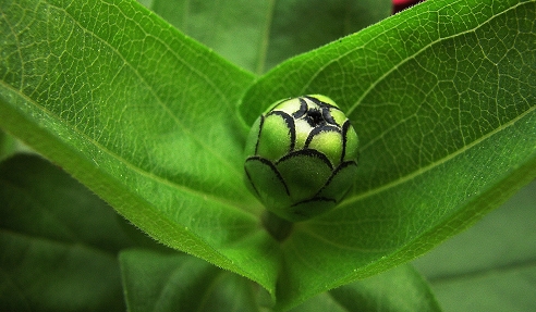 花蕊 摄影 滴水穿石