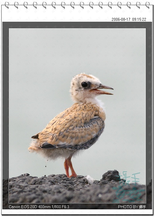 白额燕鸥LittleTern 摄影 福建摄手