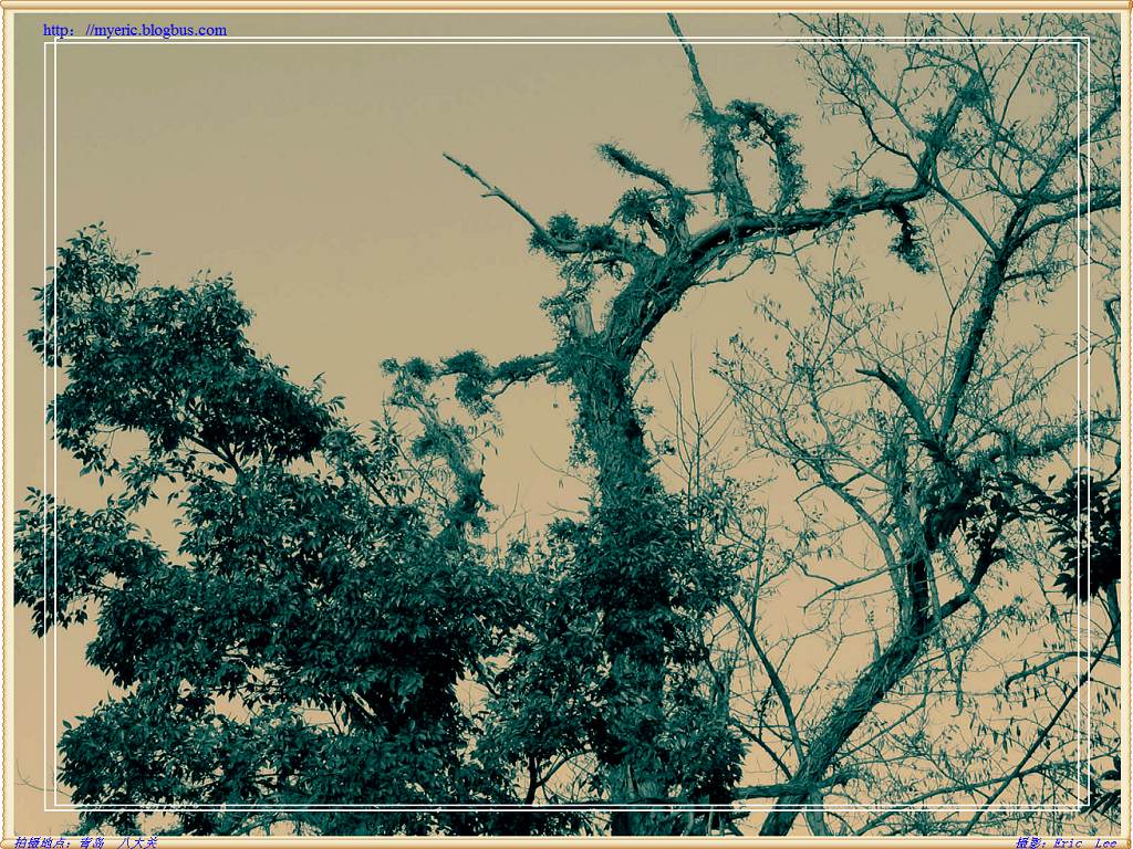 樹的蝤張 摄影 myEric