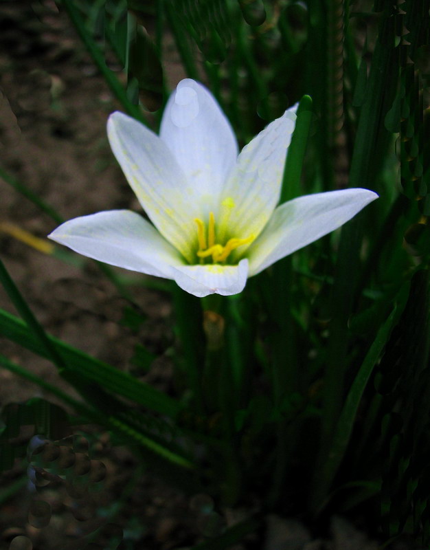 葱兰 摄影 fazhou