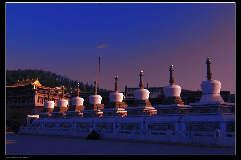 青海西宁塔尔寺 摄影 紫花地丁