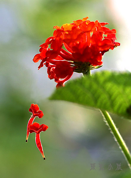 花花的世界之一 摄影 小胜