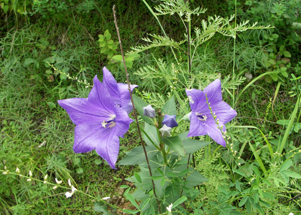 蓝花花 摄影 轩辕雷霆