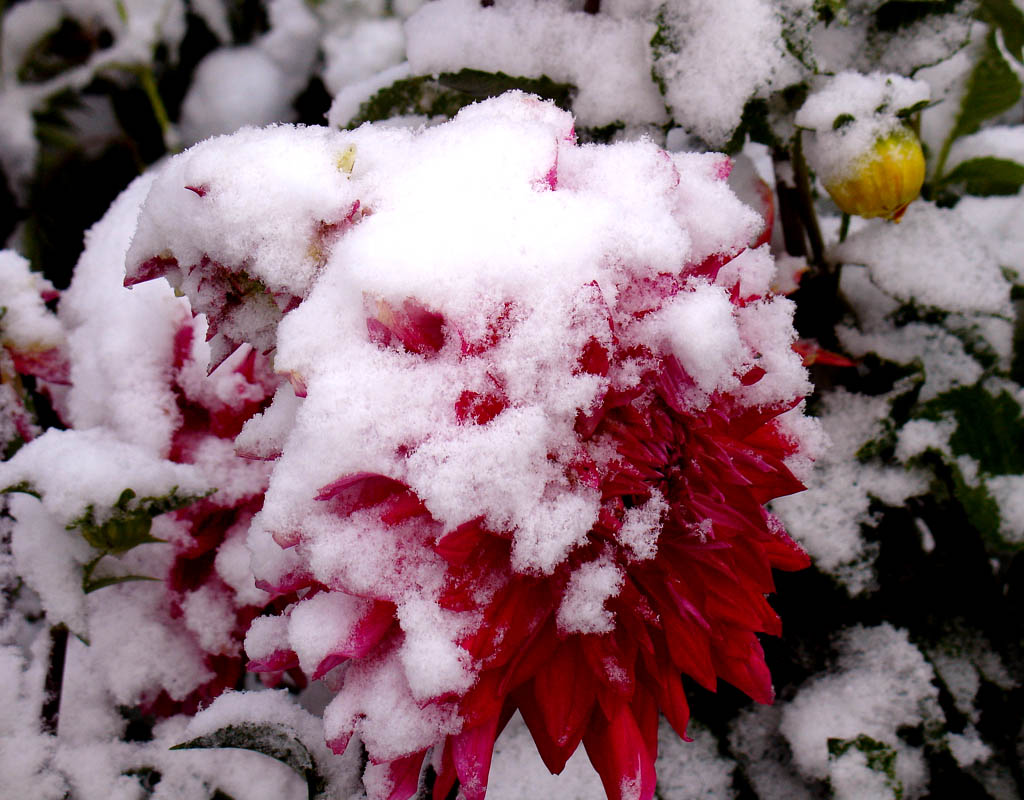 傲雪 摄影 精彩时分