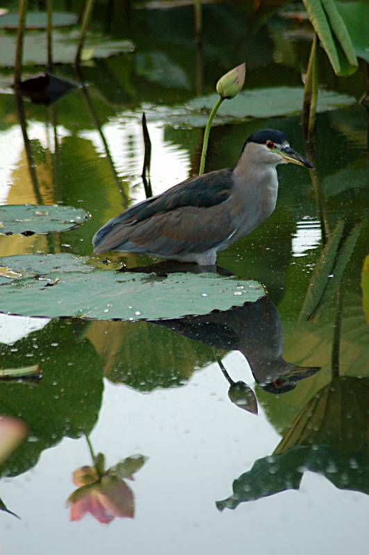 bird-088 摄影 fengsheng