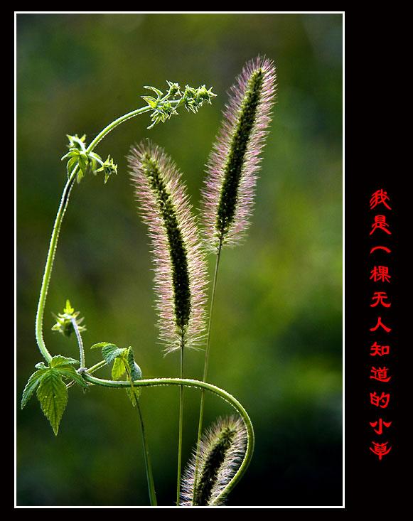 我是一棵无人知道的小草 摄影 泡影