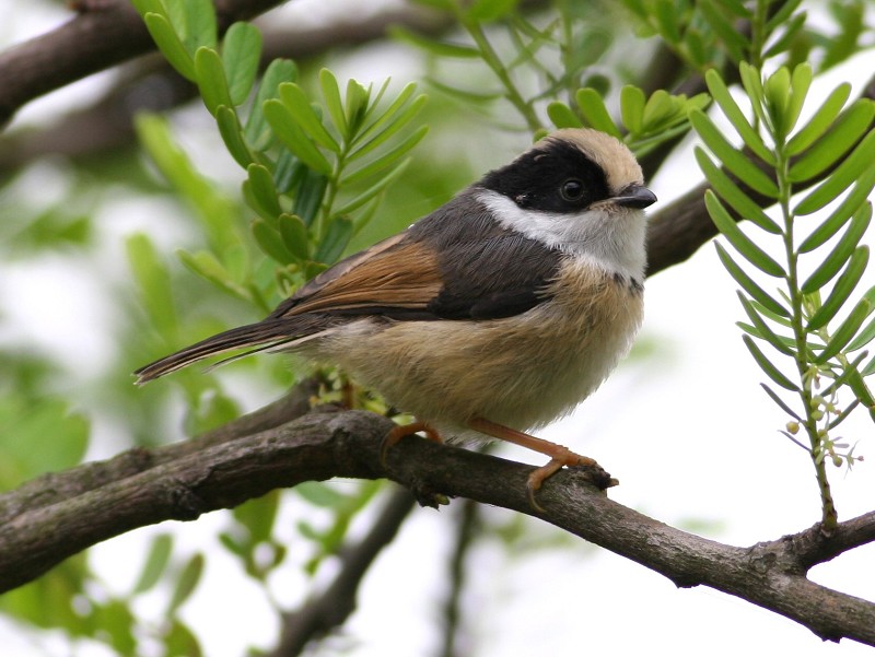 红头[长尾]山雀 Black-throated Tit 摄影 福建摄手