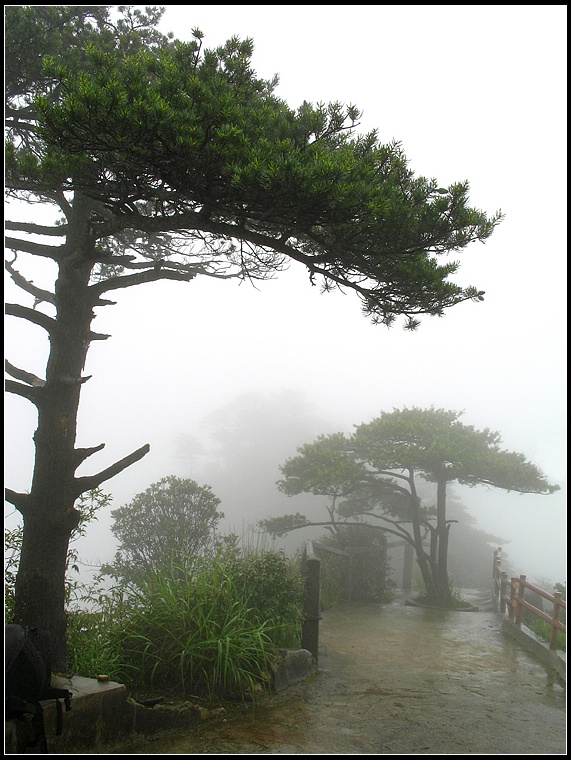 雨润苍松 摄影 闪闪红星