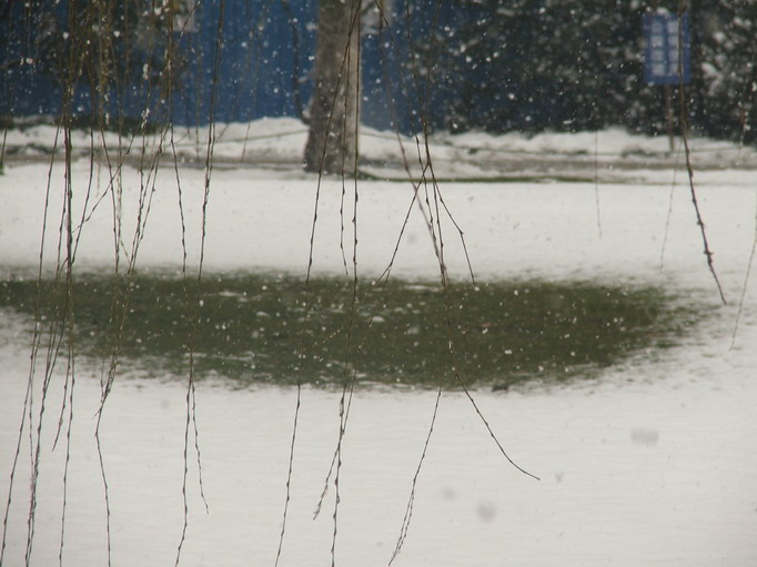 春雪覆盖的草地 摄影 司仪