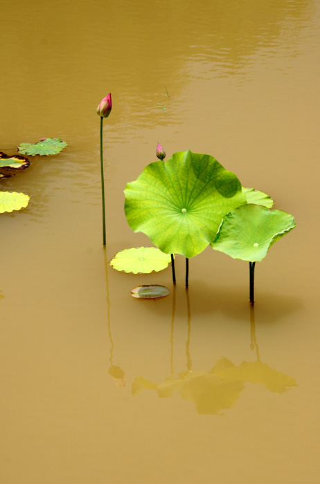 黄水荷 摄影 yongjj