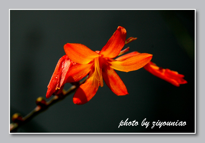 花卉 摄影 ziyouniao