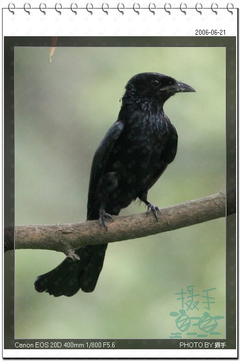 发冠卷尾 Spangled Drongo 摄影 福建摄手