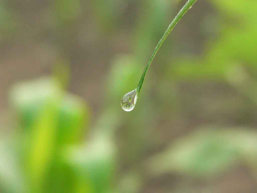 生命 摄影 风中雨碟