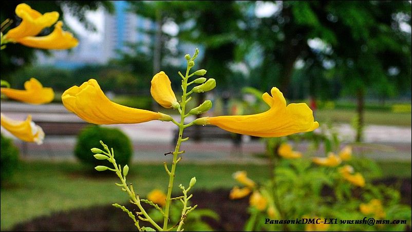 花 摄影 物虚生