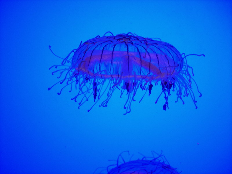 海底生物 摄影 无声的风