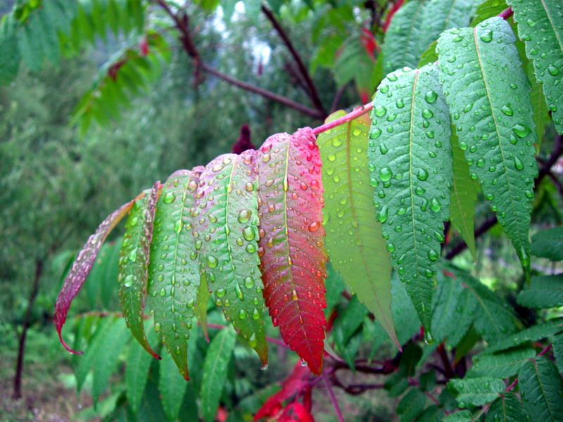 雨露 摄影 依娜