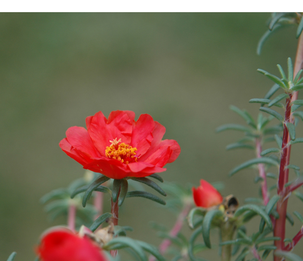 花飞 摄影 xcn