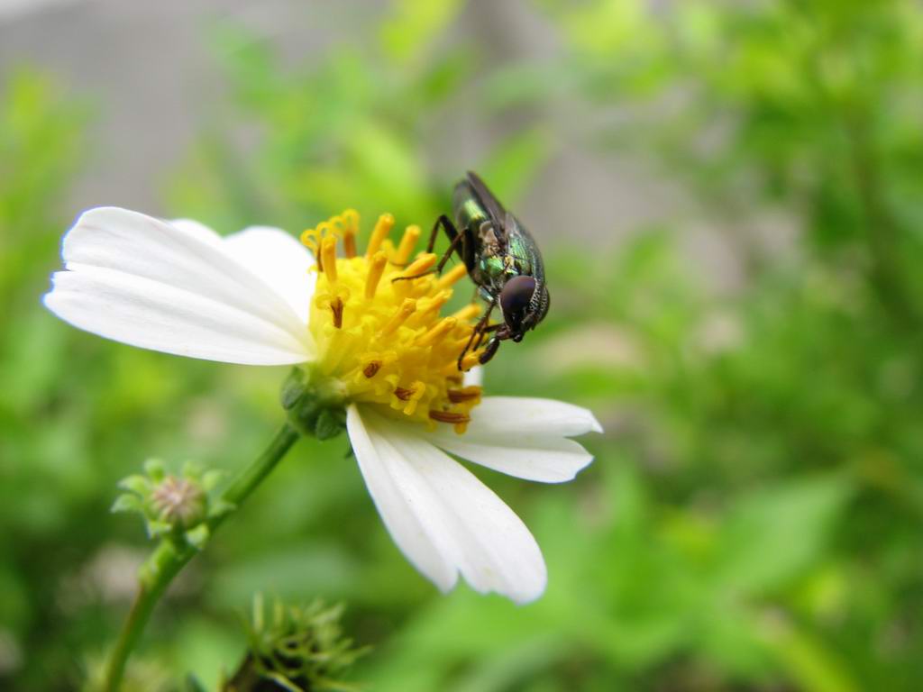 昆虫与花 摄影 波波糖