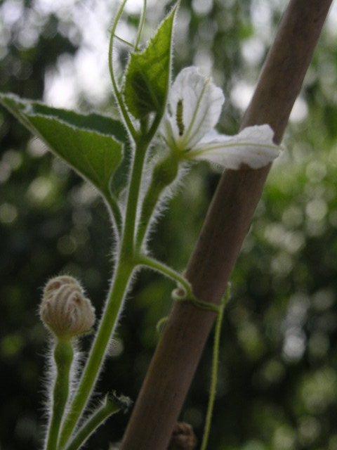 花与虫 摄影 檀喵喵