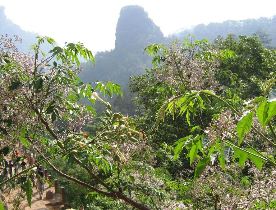 武夷山风光 摄影 花开无语