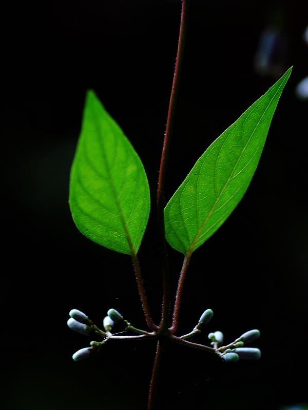 翠梦 摄影 风平