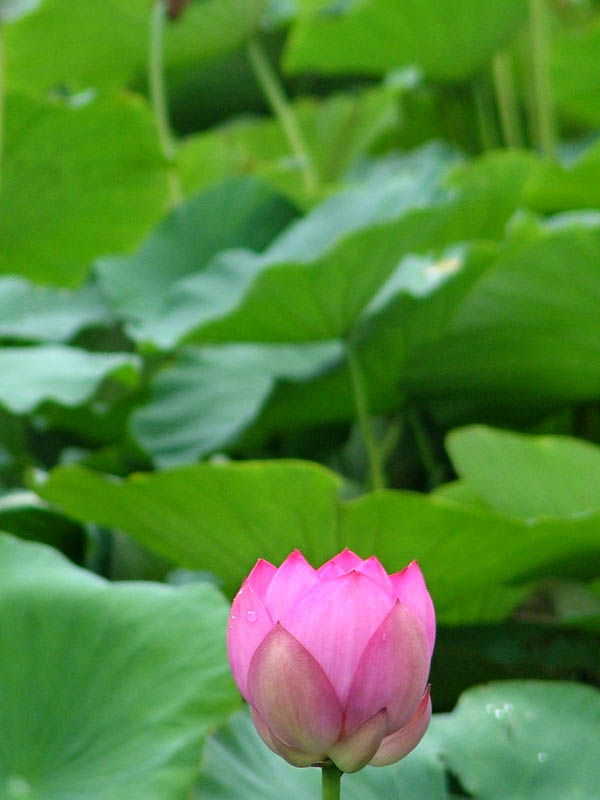 圣莲 摄影 阿李菲林