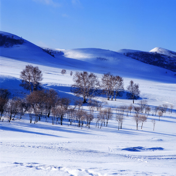 雪海树影 摄影 zhangym