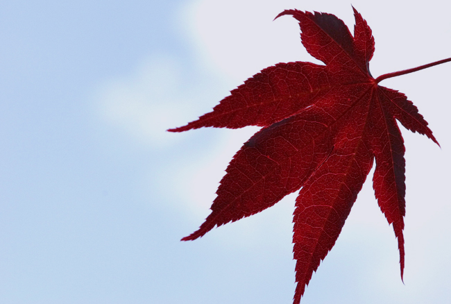 Maple leaf 摄影 ysman