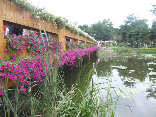 花桥 摄影 流浪儿