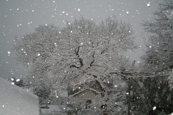 雪景 摄影 竹声涛涛