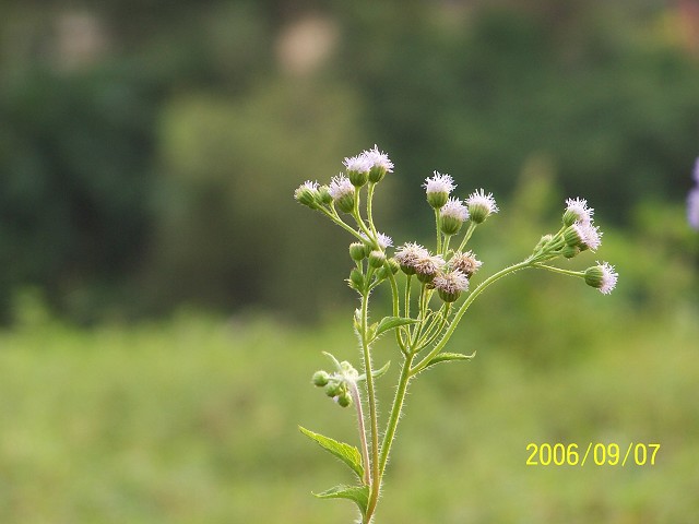 无名花 摄影 fsjiao