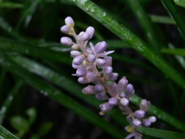 麦冬花开 摄影 麦冬