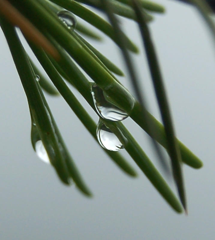 水珠 摄影 别日山