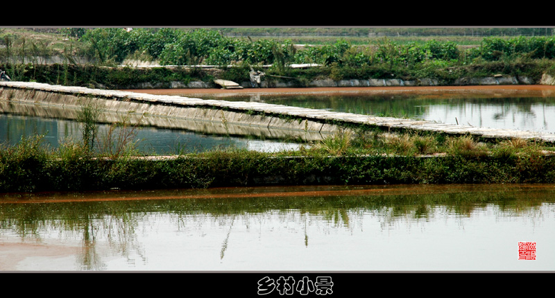 乡村小景 摄影 流浪狗ER