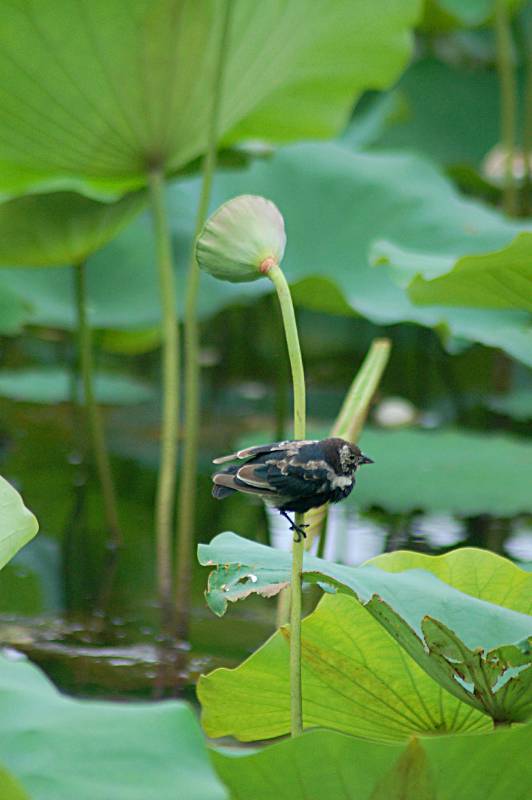 bird-108 摄影 fengsheng