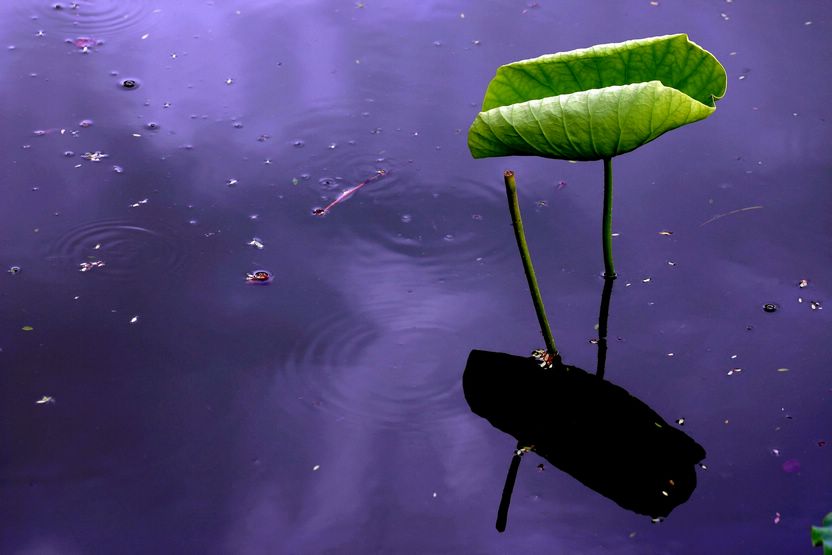 阴雨中的荷叶 摄影 阿民