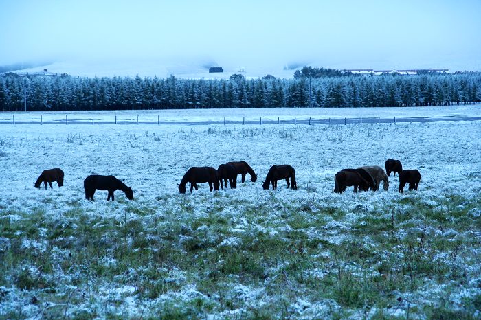 2006年的第一场雪 摄影 坝上老宋