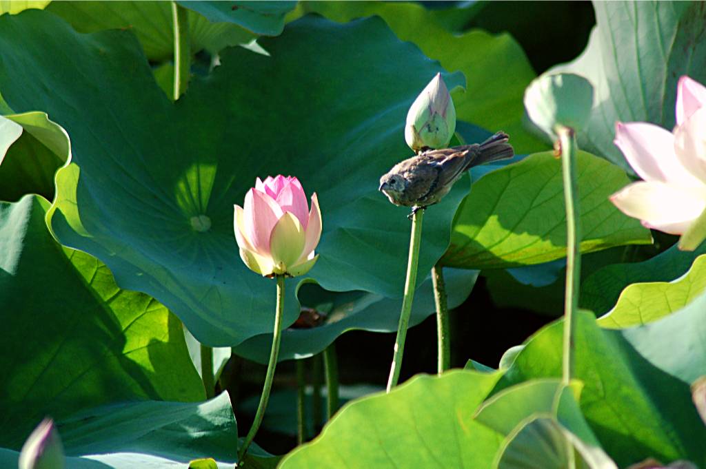 bird-100 摄影 fengsheng