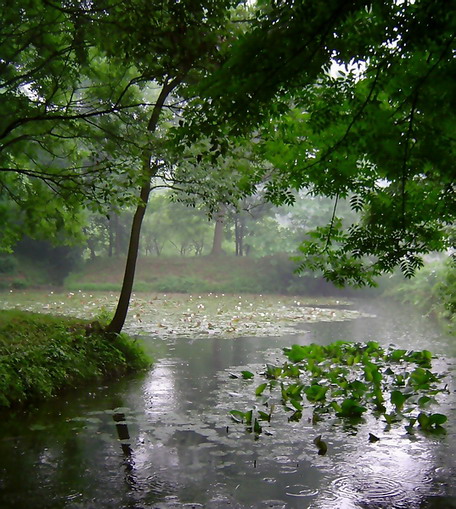 荷塘春雨 摄影 大切