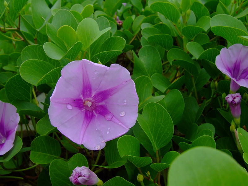 小花 摄影 毛毛1