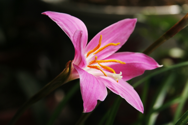 小花 摄影 老粗