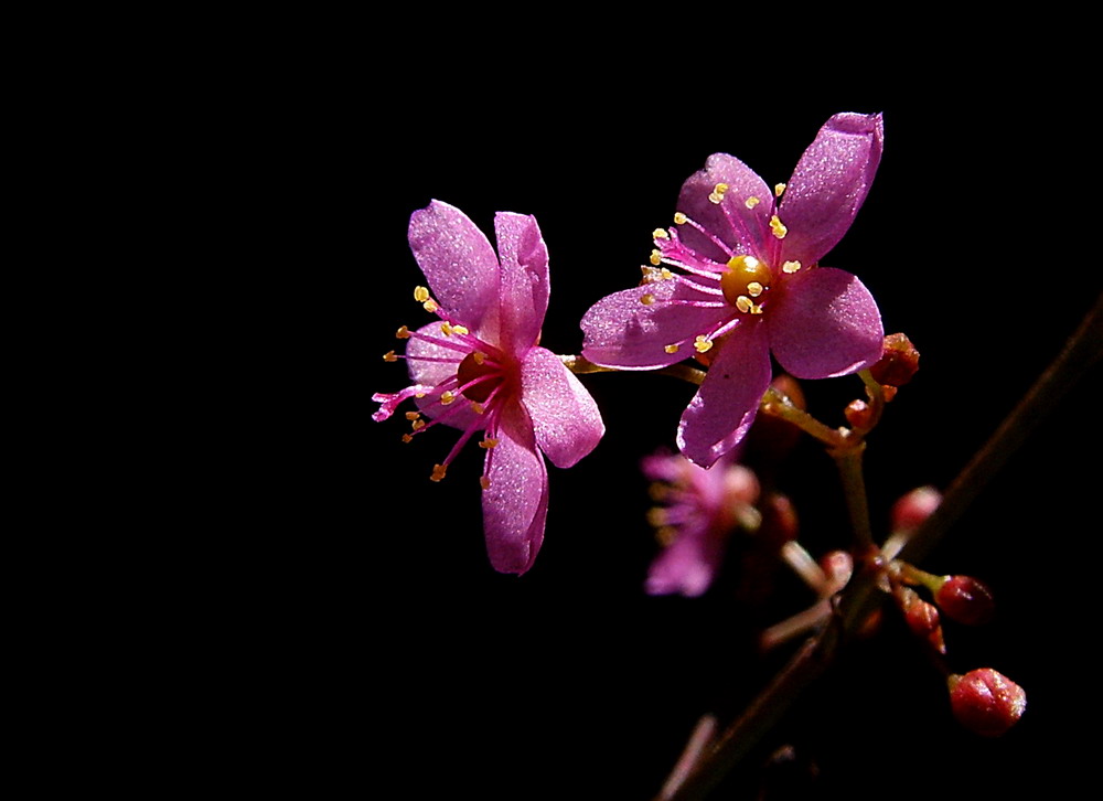 参花 摄影 蓝色花雨