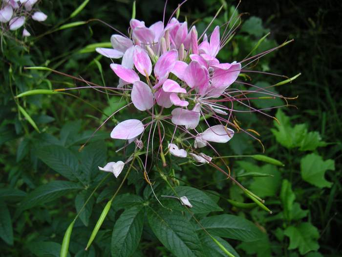 醉蝶花1 摄影 绿叶集