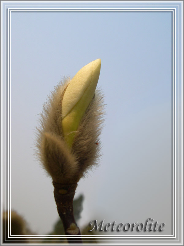 傲(植物也拟态?) 摄影 meteorolite