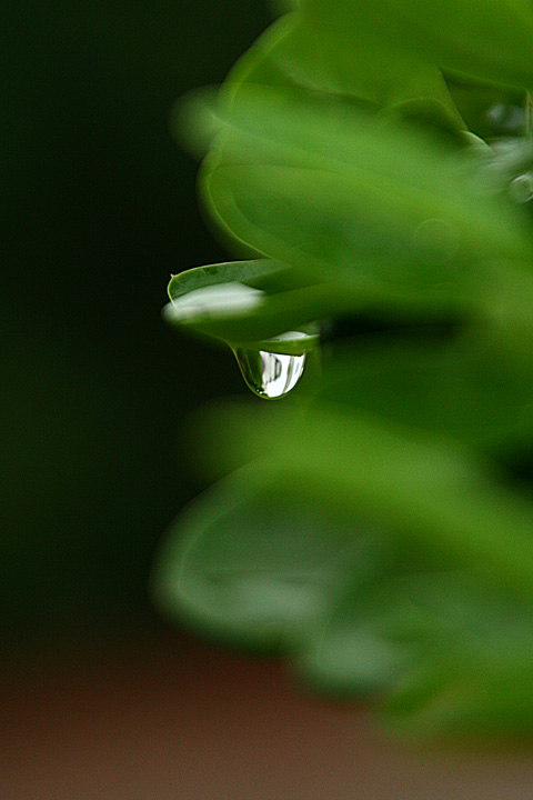 雨后 摄影 TJLD