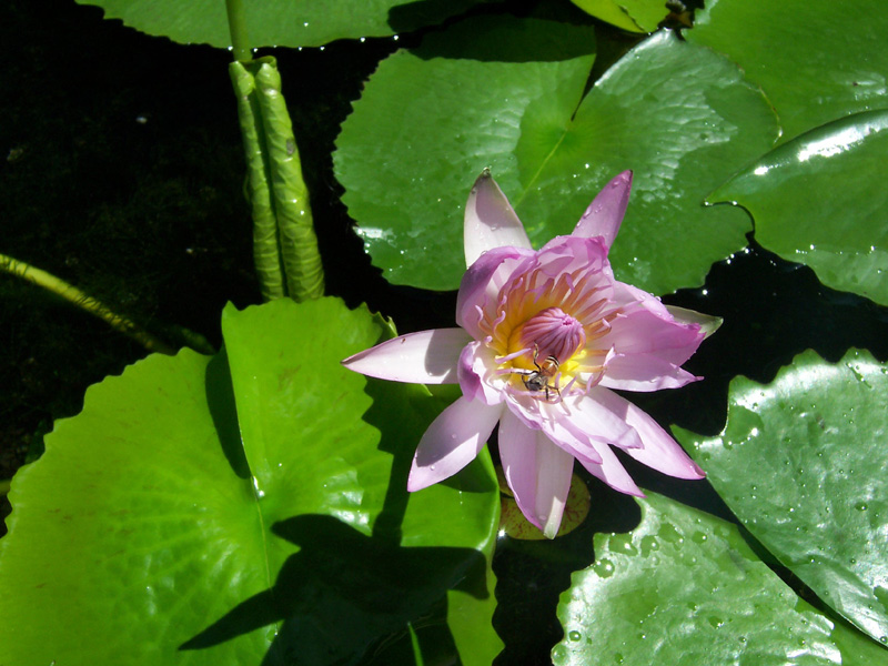 蜂 摄影 华华1023