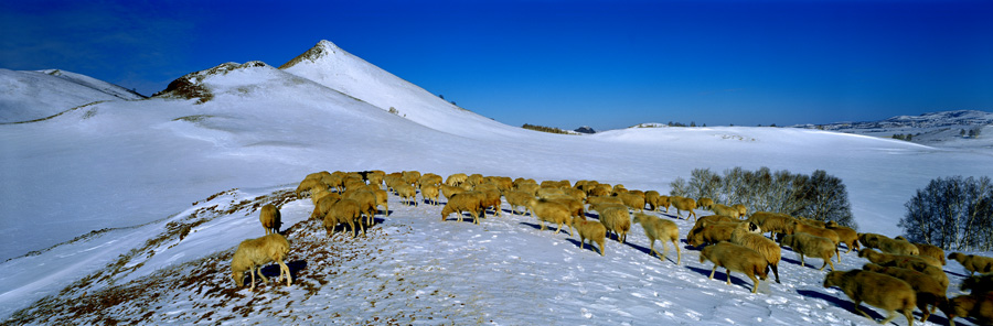 雪原牧场 摄影 咔嚓一生